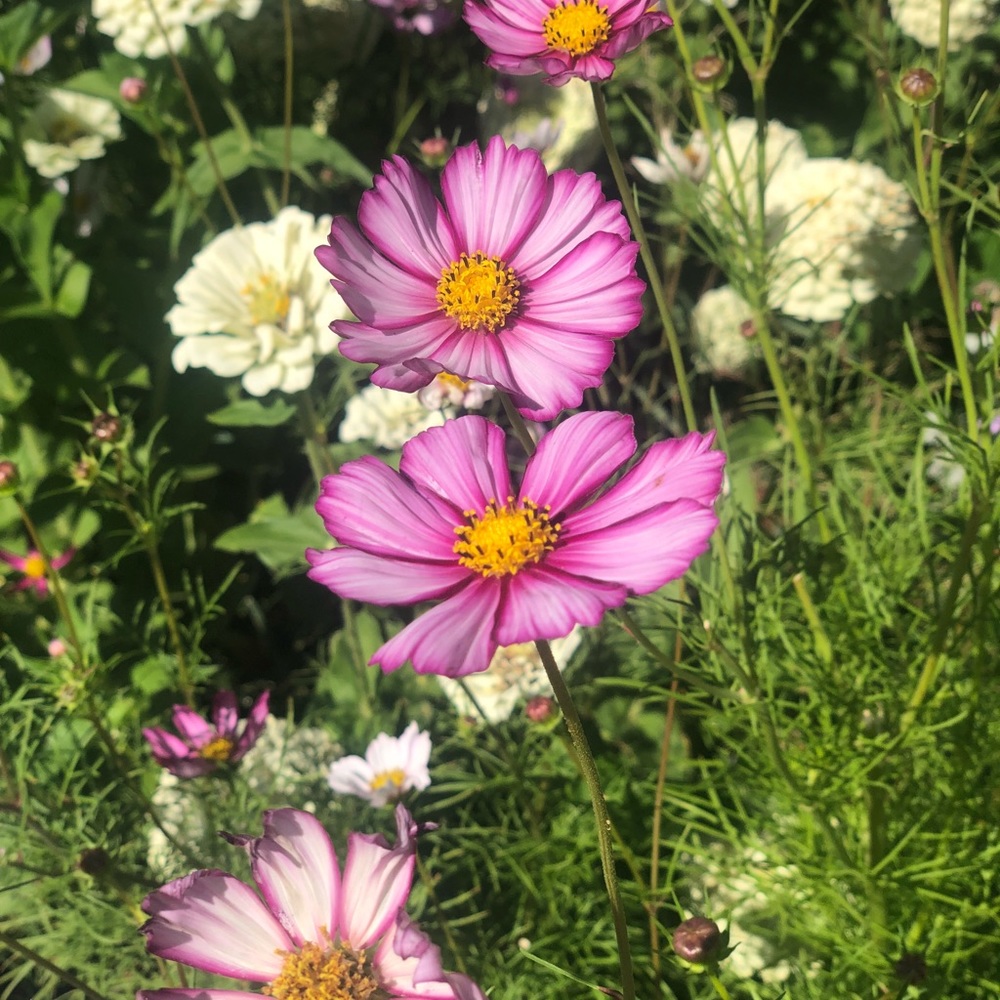 Meet your Posher, Lindsay